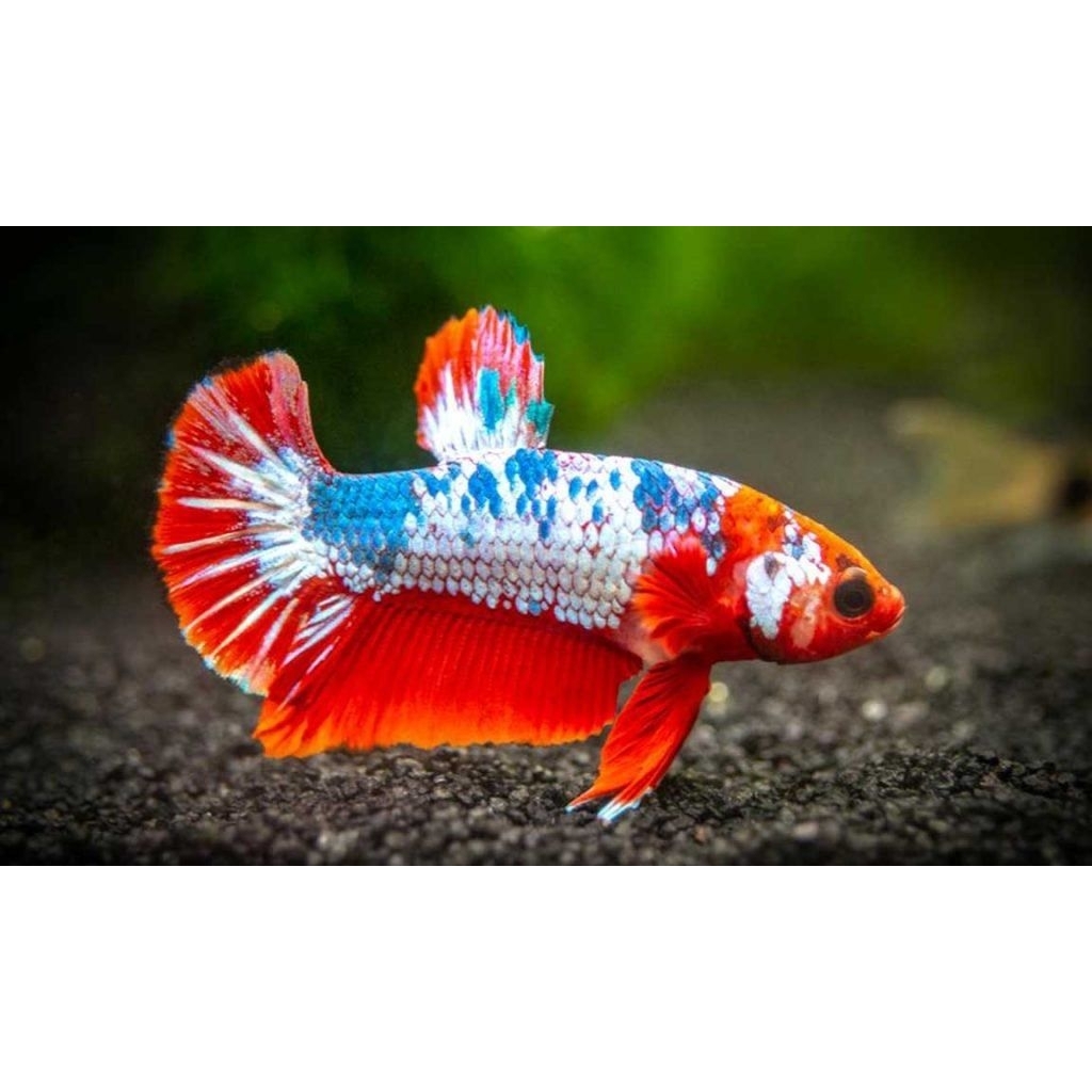 Hiasan Aquarium Ikan Cupang Plakat Fancy Female - Fancy Betina Size M Hiasan Aquarium |Ikan Hias Boz