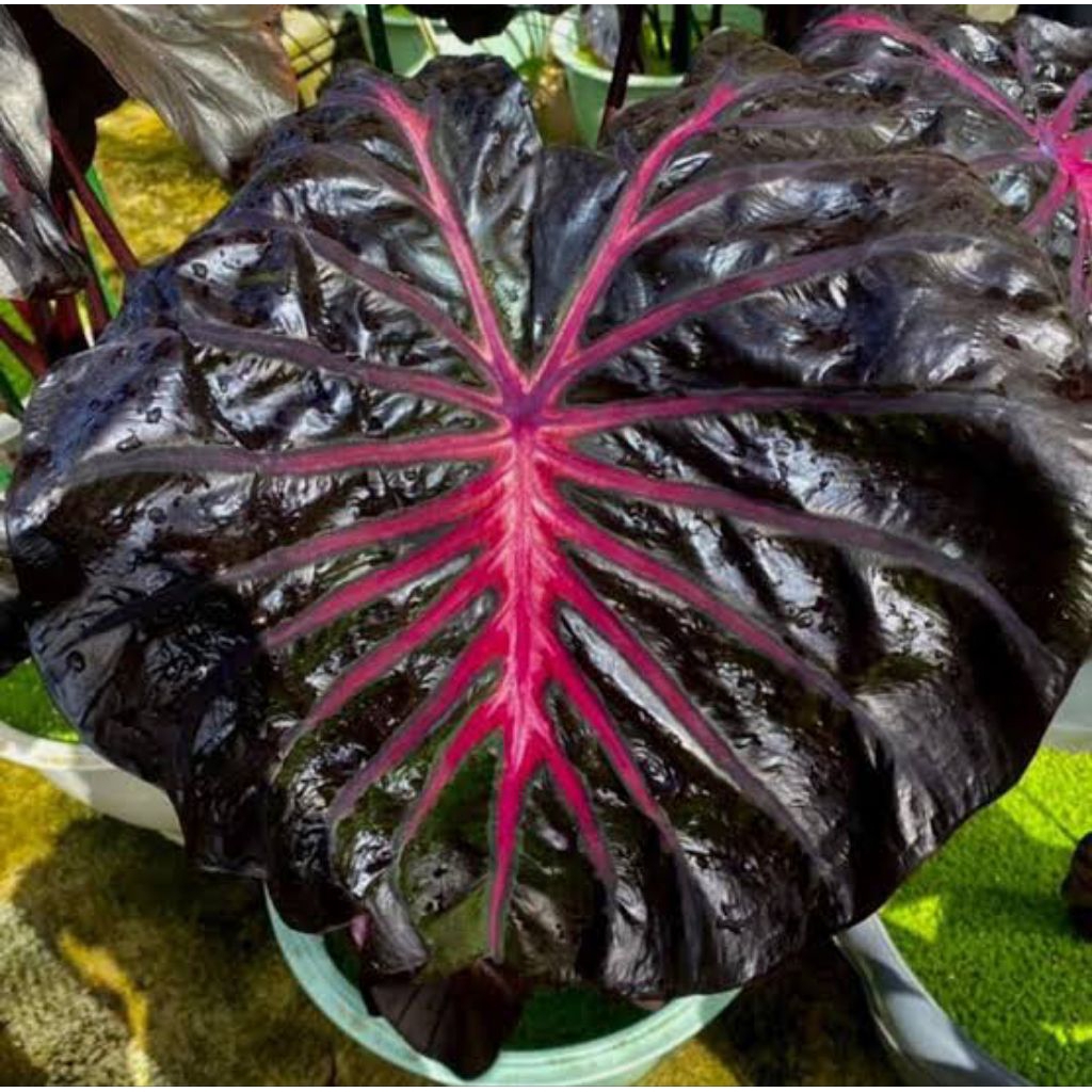 [NEW] Colocasia Black Lava