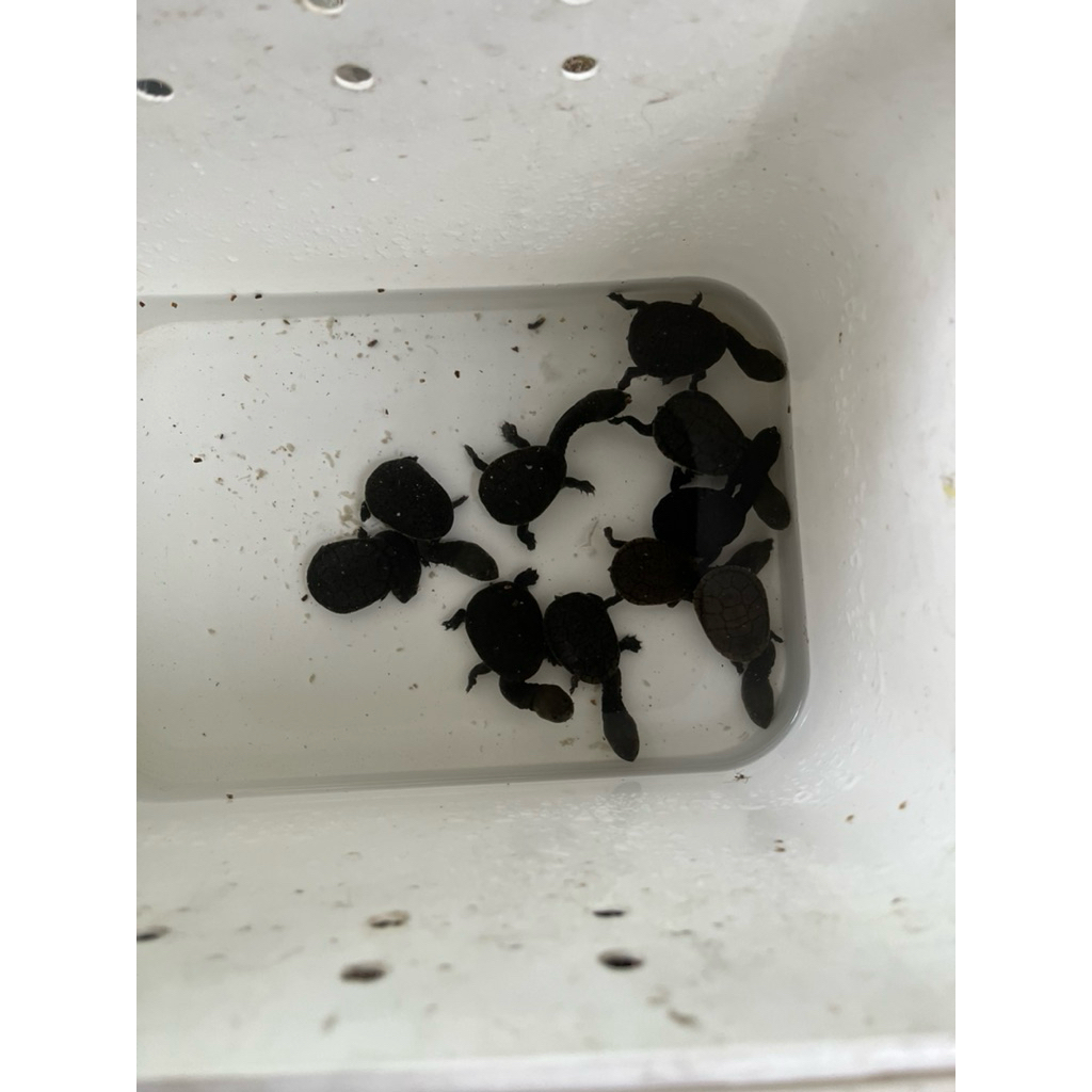 kura kura leher panjang siebenrocki