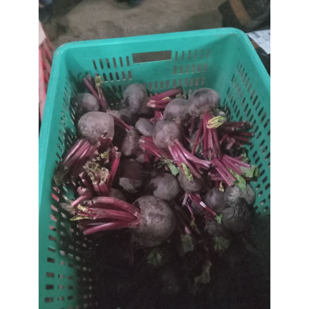 buah bit segar 1  kg