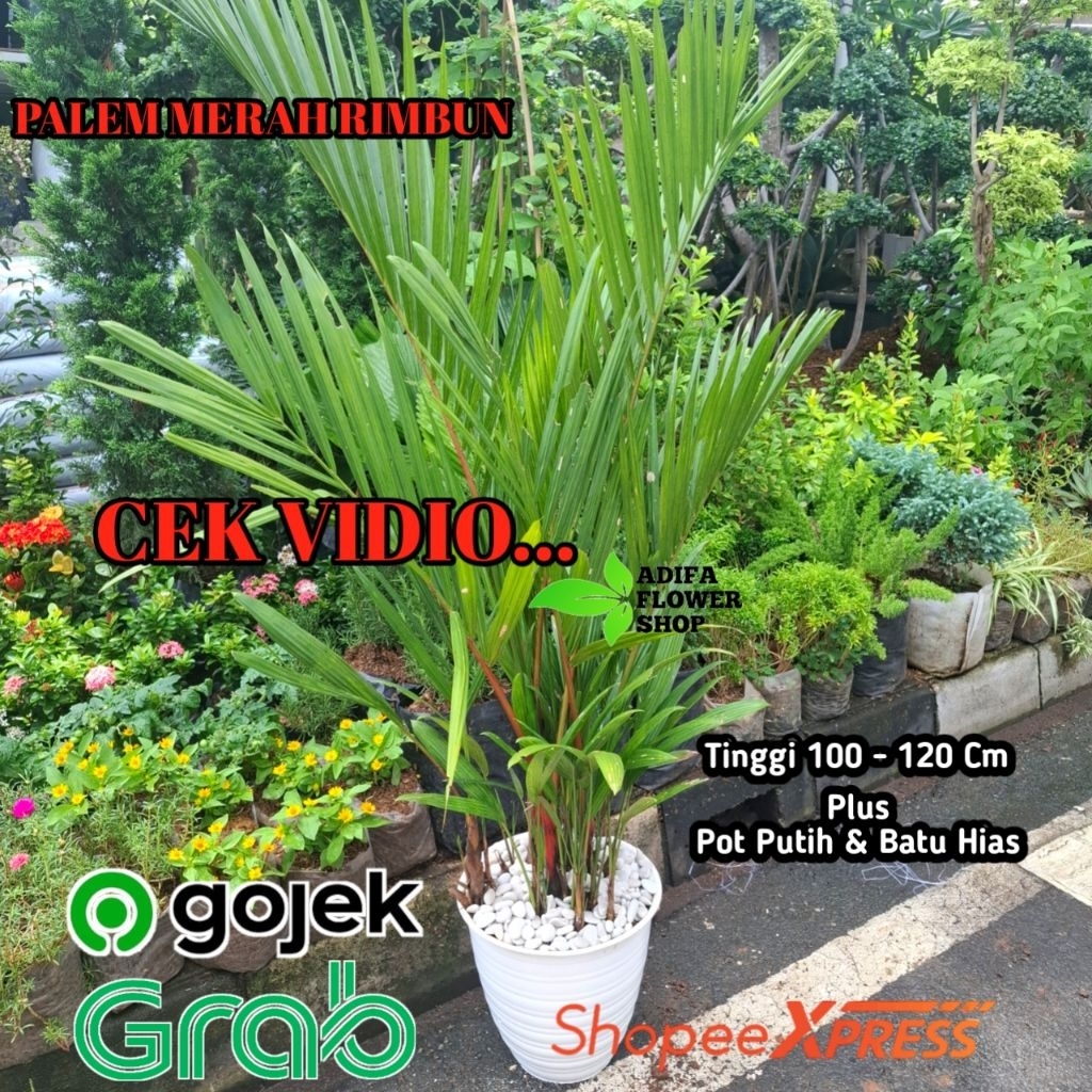 Palem Merah Di jamin Rimbun - Tanaman hias palem merah + Pot Putih - pohon palem