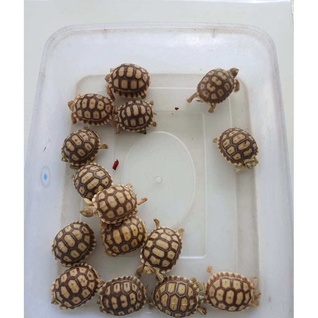 Sulcata baby cb indo grade A+ | sulcata baby 5-6cm | kura kura pelet
