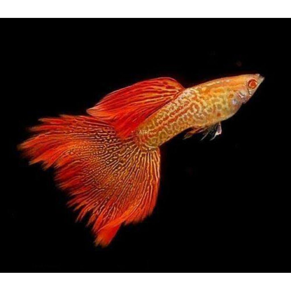 tanaman air guppy red lace