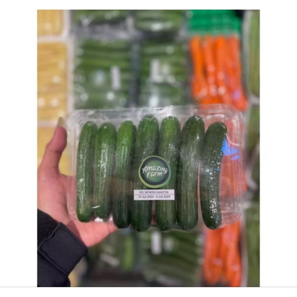 Timun Mini Cucumber Organic | Mini Cucumber Jepang 1 Pack