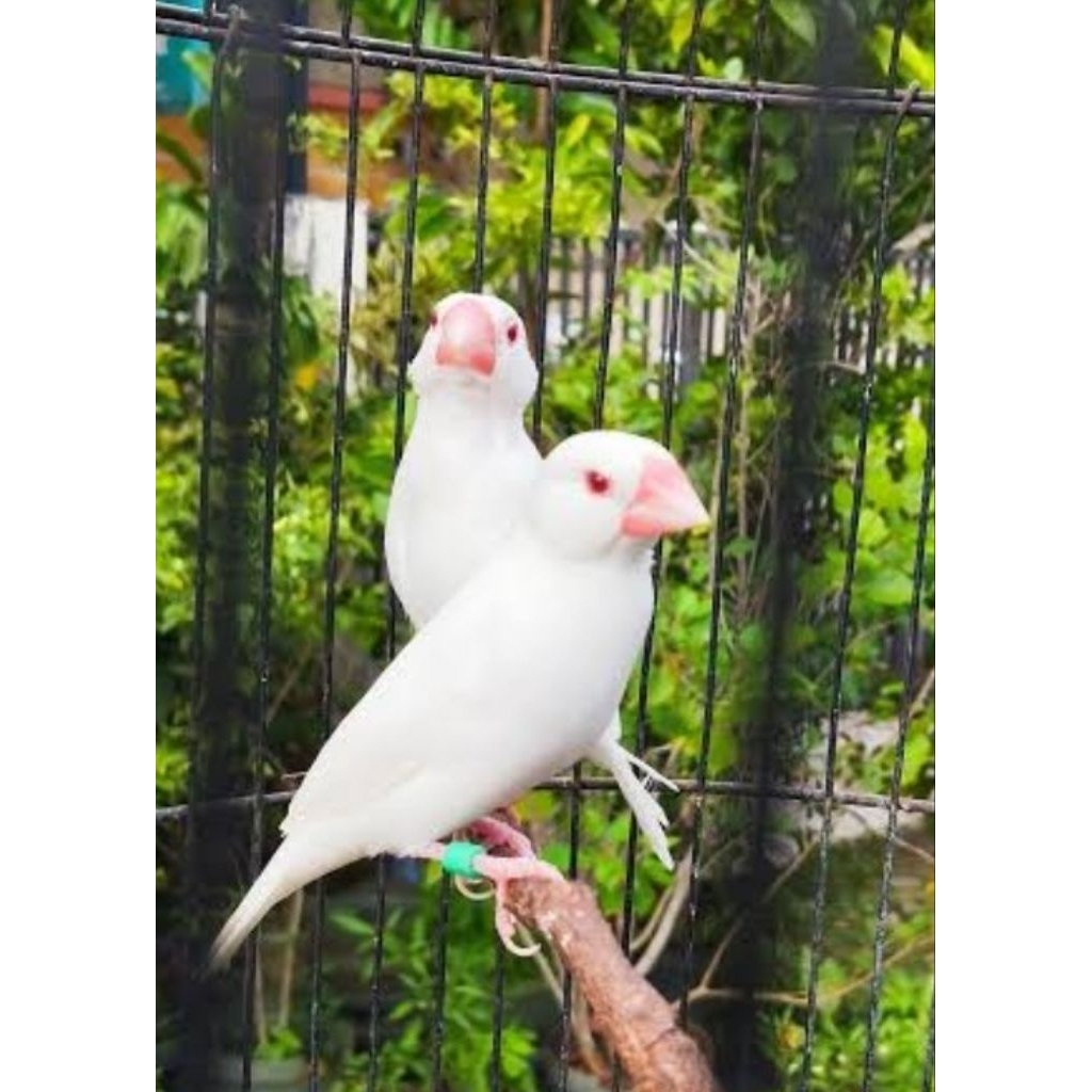 Gelatik Belong Mata Merah Albino Sepasang