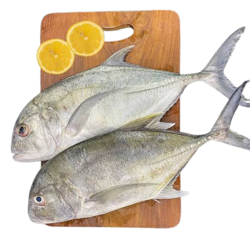 Ikan Kuwe 1Kg / Ikan Kuwe Segar / Ikan Kuwe GT / Ikan Kue