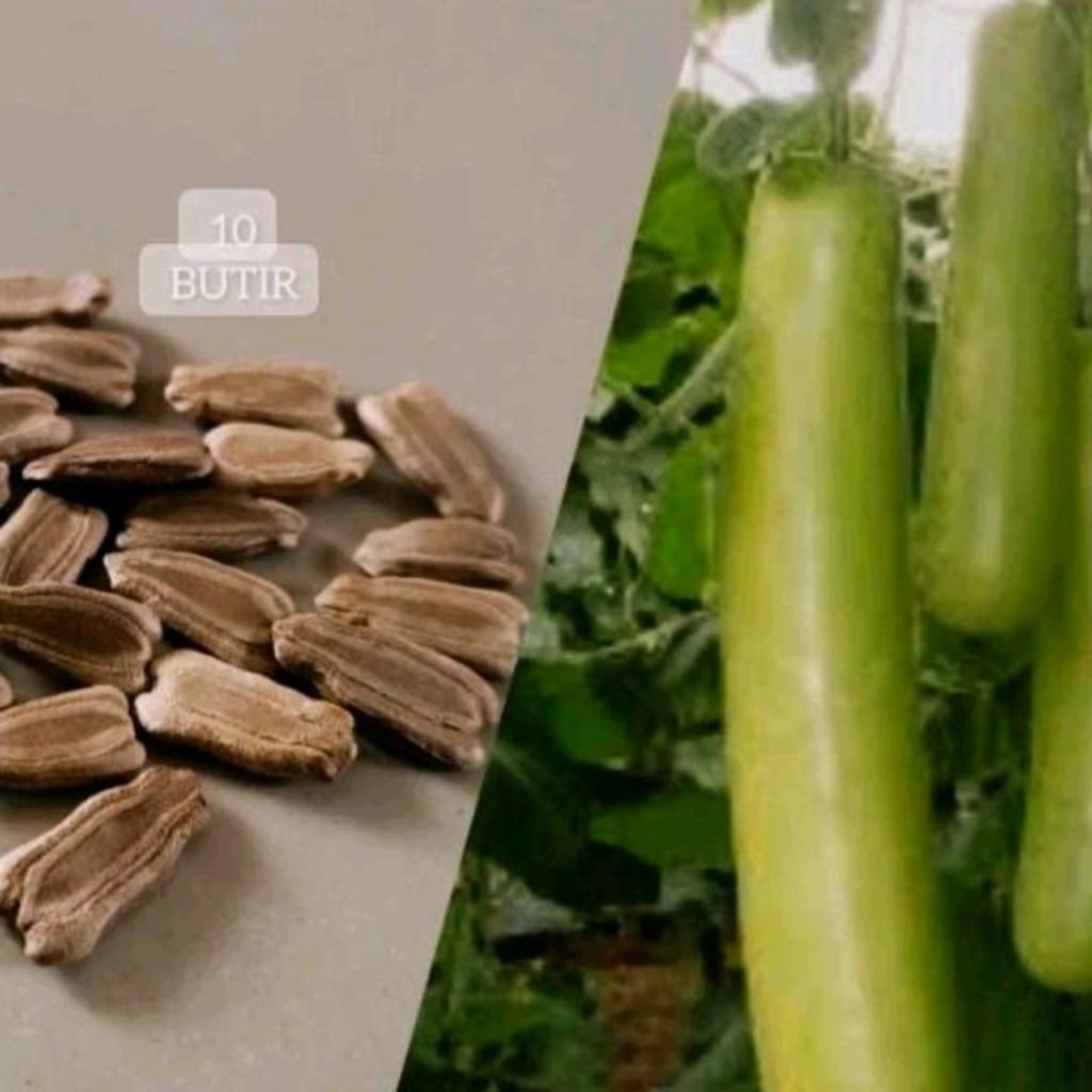 Biji benih labu air tanaman