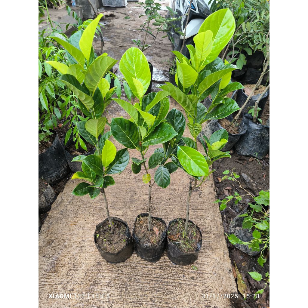 bibit nangka kandeul/nangka jumbo (full media)