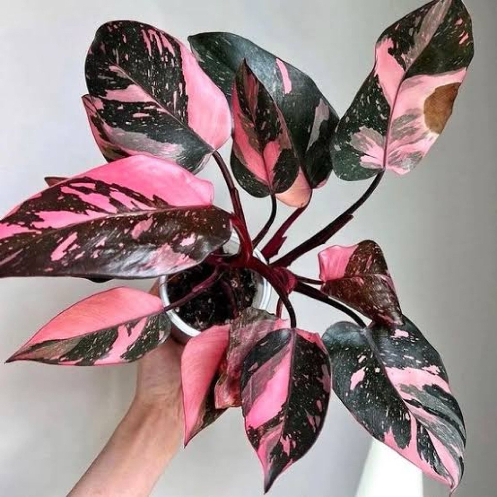 Philodendron Pink Princess Black Cherry
