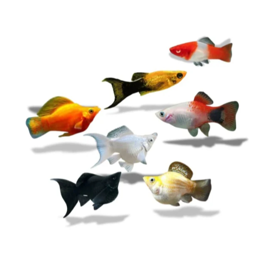 ikan hias molly platy / ikan hias aquascape pemakan algae / Tanin | ikan hias aquascape