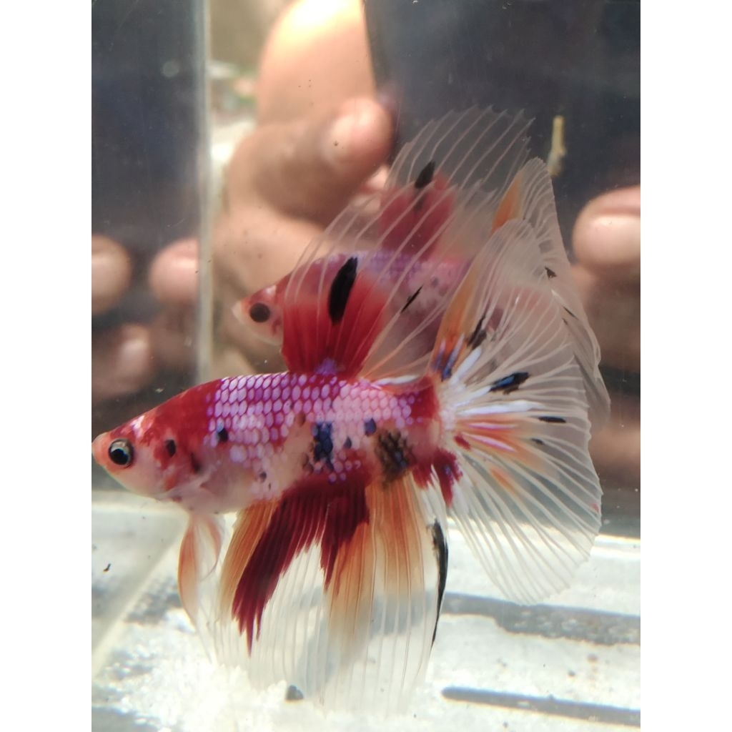 cupang HM multi size $+