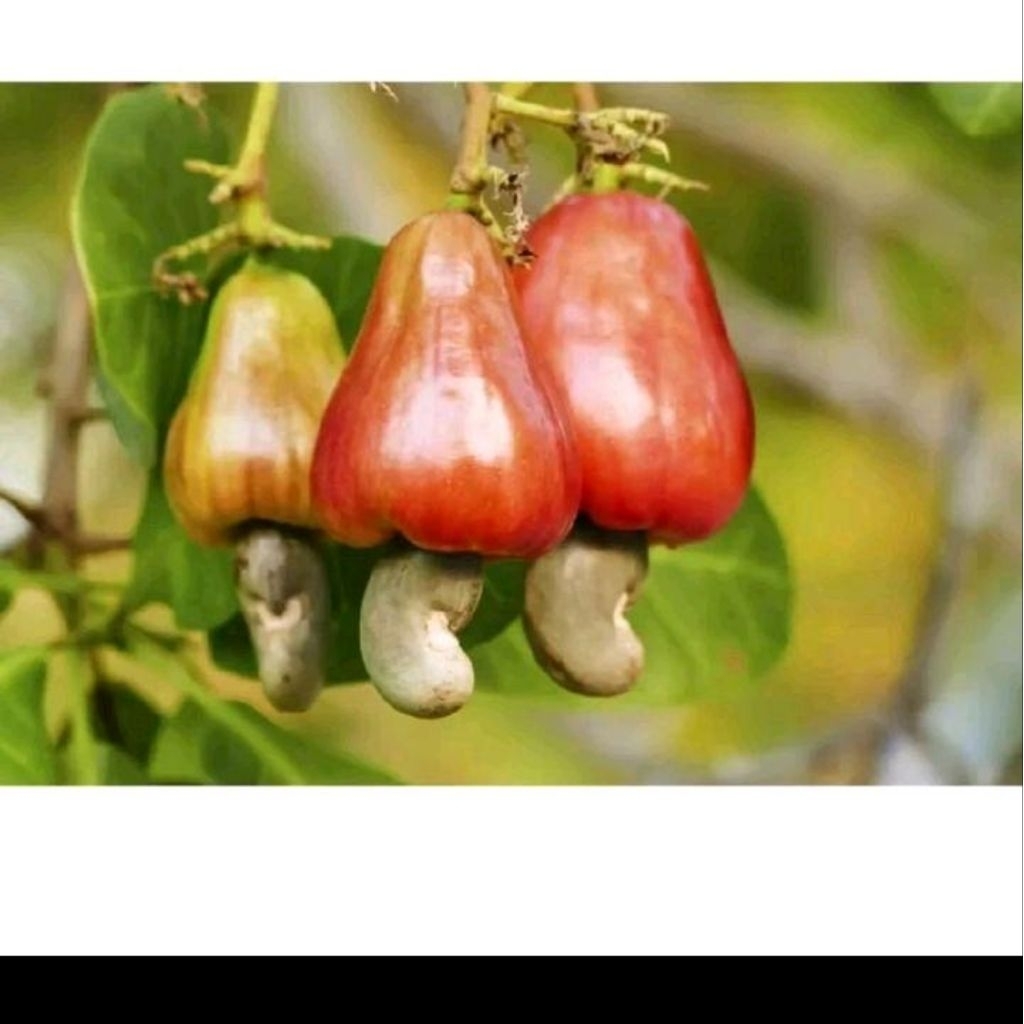 Biji benih jambu mete/jambu monyet