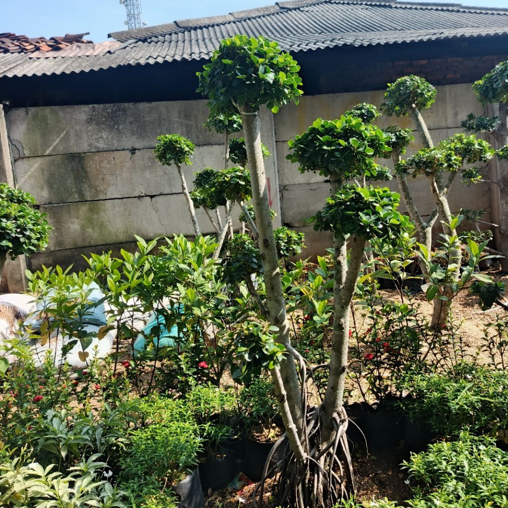 tanaman hias pohon bonsai dolar mikro