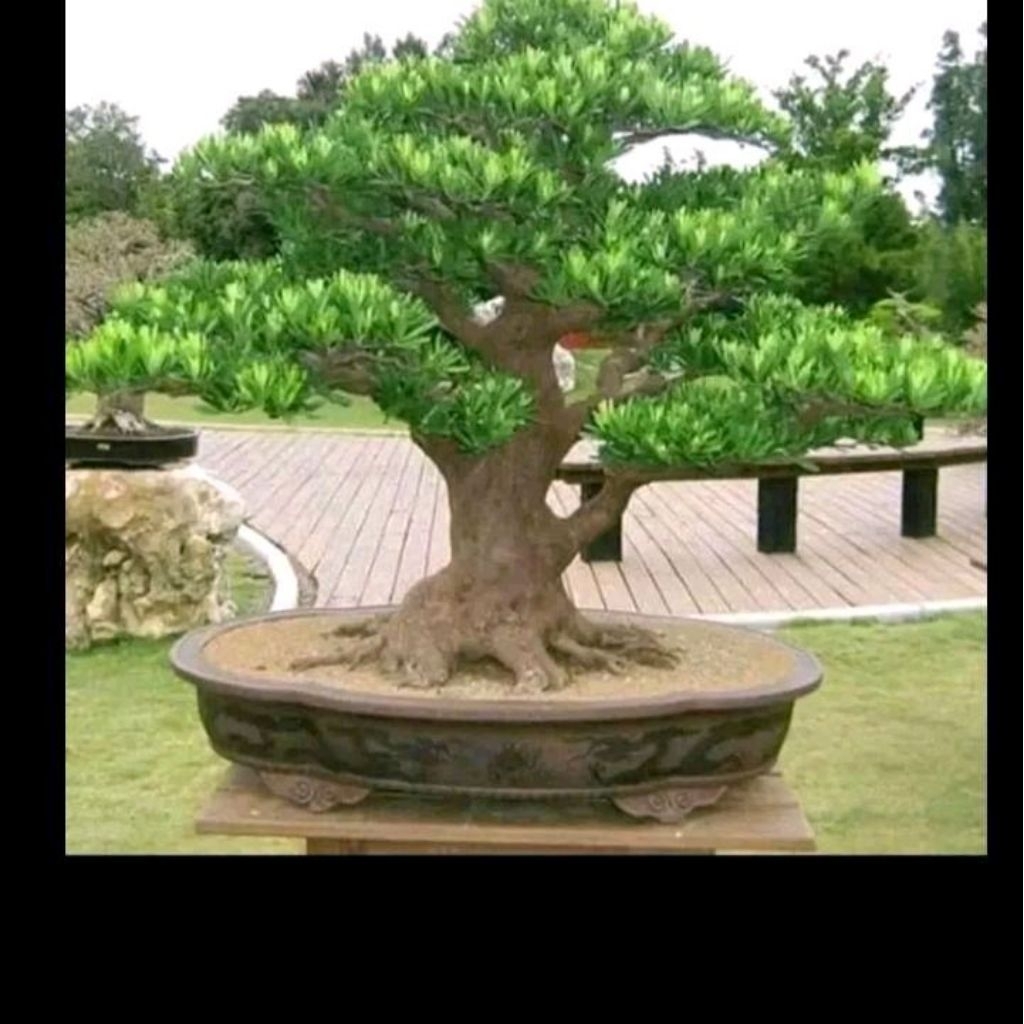 Biji benih pohon lohansung mawar / bahan bonsai