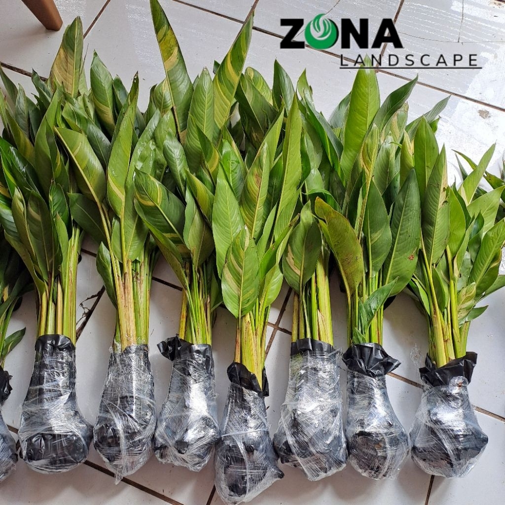 PAKET 10 batang heliconia varigata - helikonia pisang varigata bunga orange