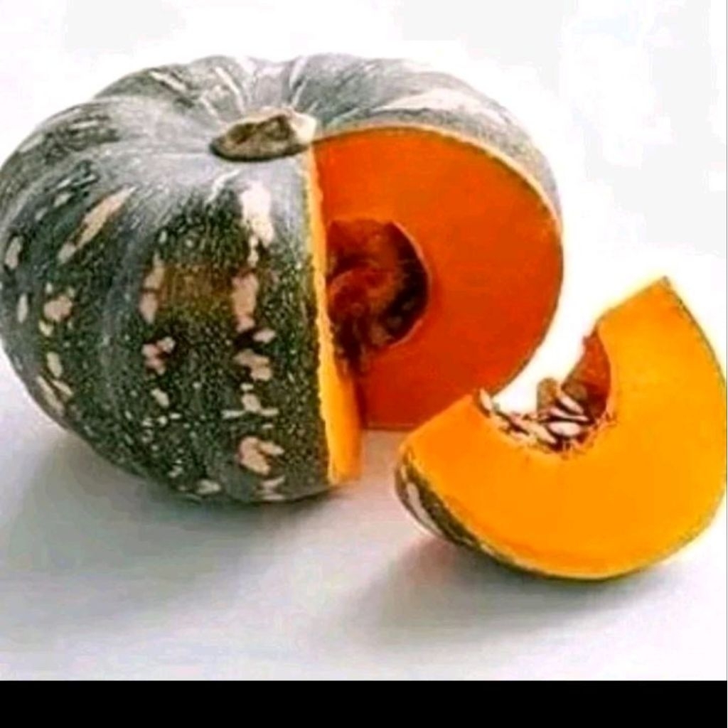 Biji benih labu waluh besar