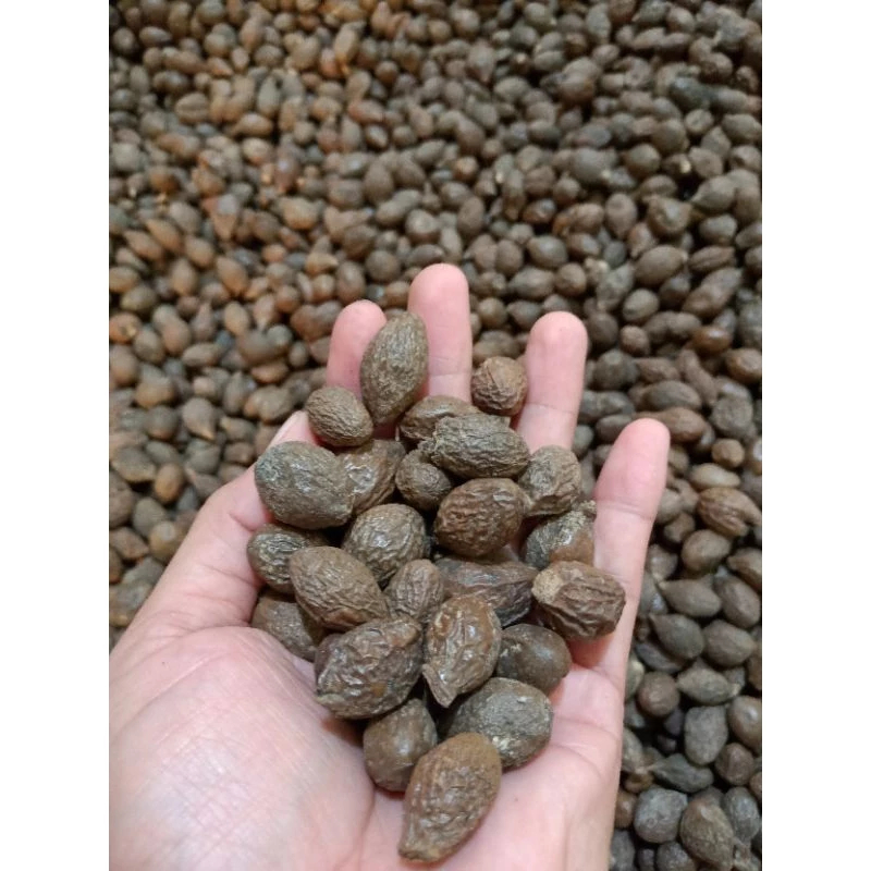 Tempayang Buah Semangkuk Kembang Tempuyung