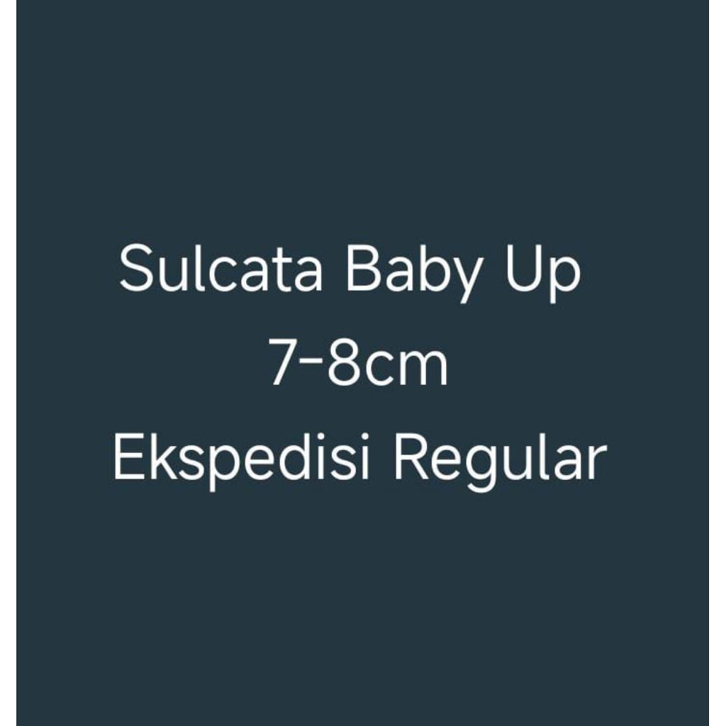 Hiasan Sulcata Baby Up | Sulcata 7-8cm