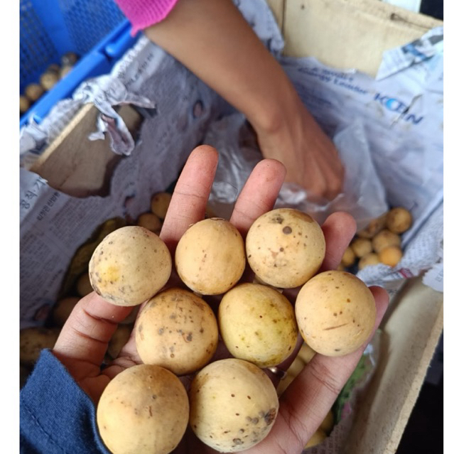 DUKU PALEMBANG ASLI MANIS