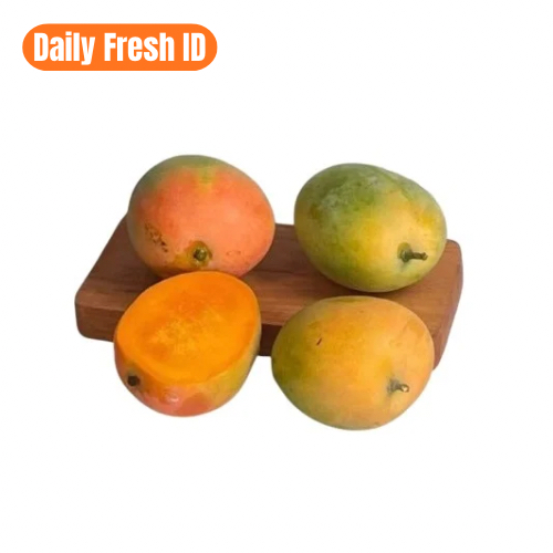 MANGGA GEDONG GINCU SUPER QUALITY