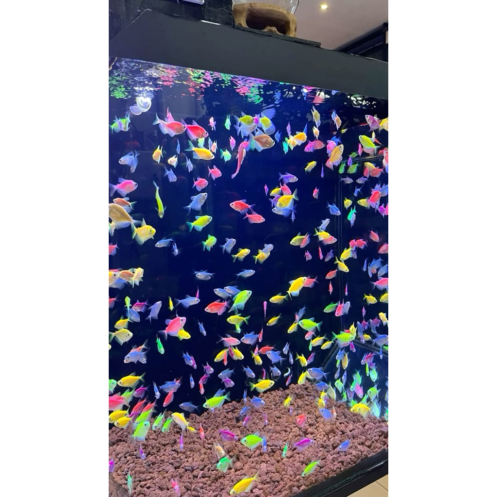 ikan hias air tawar GLOFISH TETRA ISI 20 EKOR BONUS PAKAN