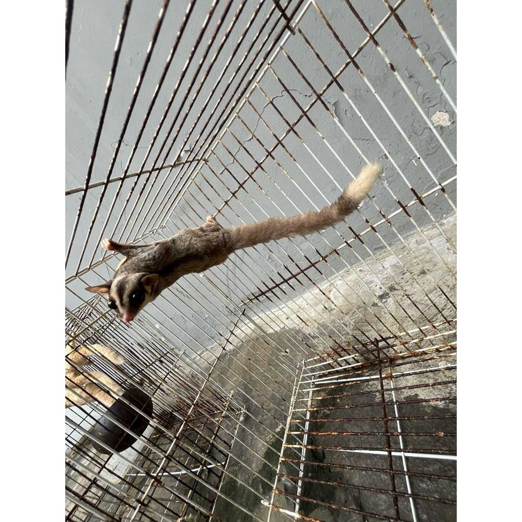 SugarGlider Moza het Creamino Betina