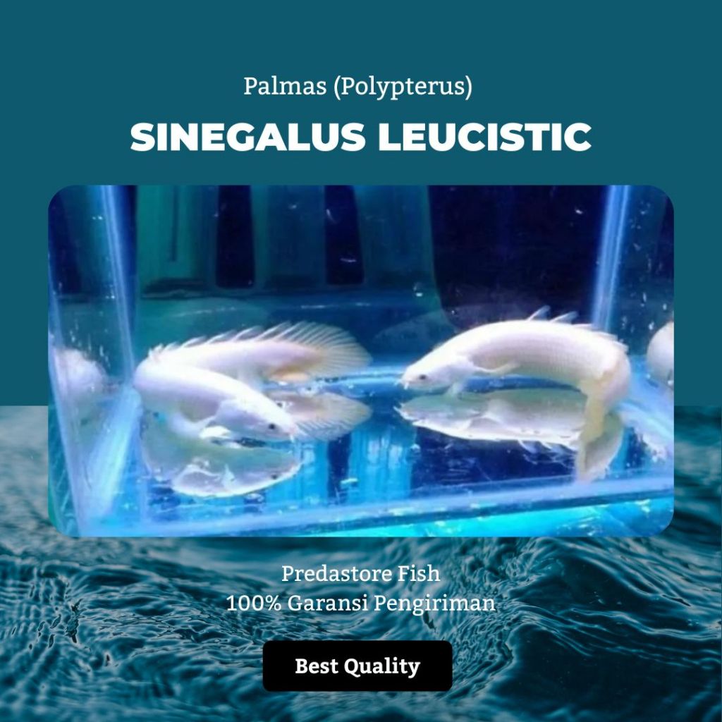 Ikan Hias Dragon Palmas Sinegalus Leucistic Putih Metalik - Garansi Pengiriman