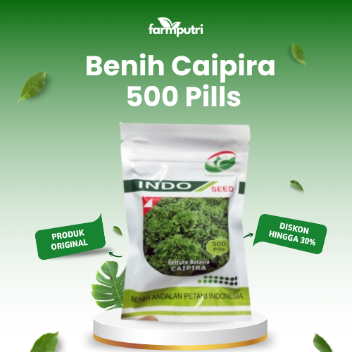 Benih Bibit Selada Caipira Pills 500 Pill Original Pabrik Selada Keriting Batavia Hijau