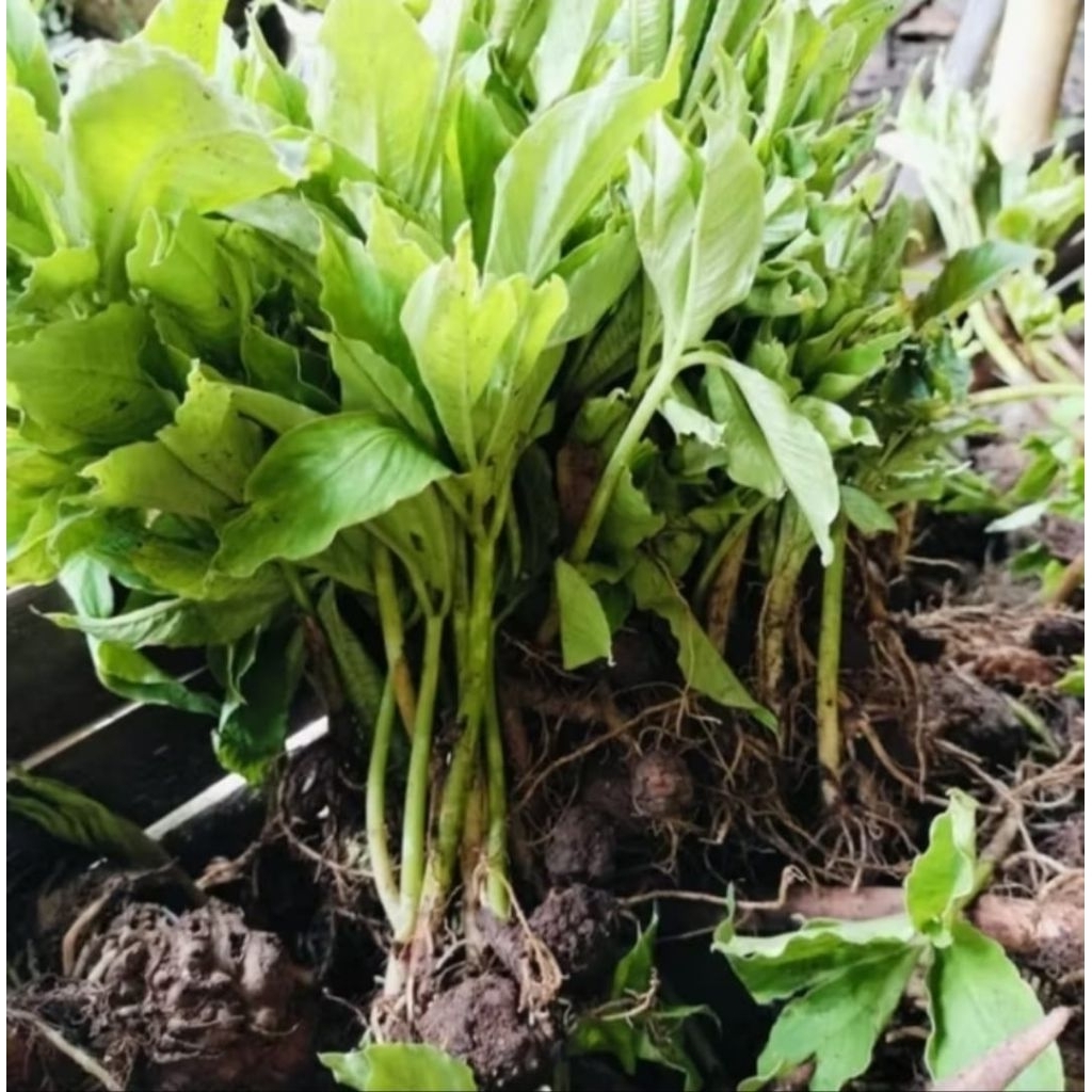 bibit cabutan asli dari pohon Porang 100 pohon Rp 100000