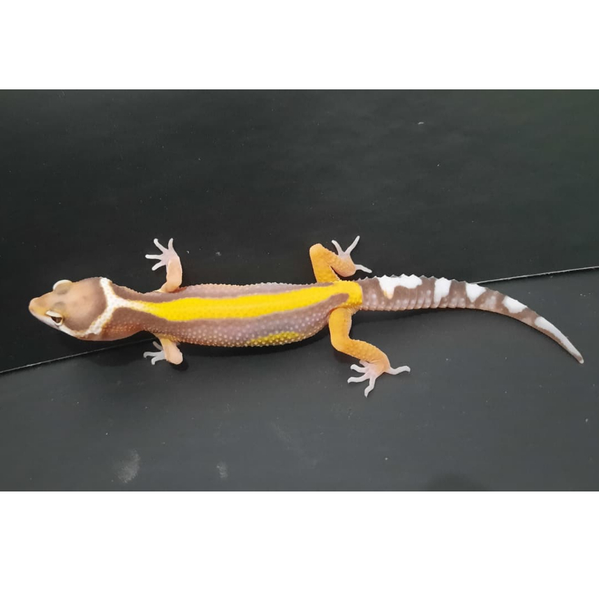 MAINAN BOLDSTRIPE ALBINO AFGHANISUS GECKO LEOPARD