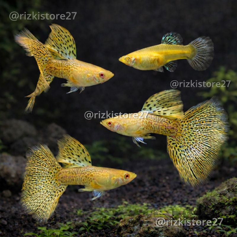 Sepasang Guppy Yellow Cobra Premium | Ikan Hias Aquascape | Warna Cerah & Ekor Lebar