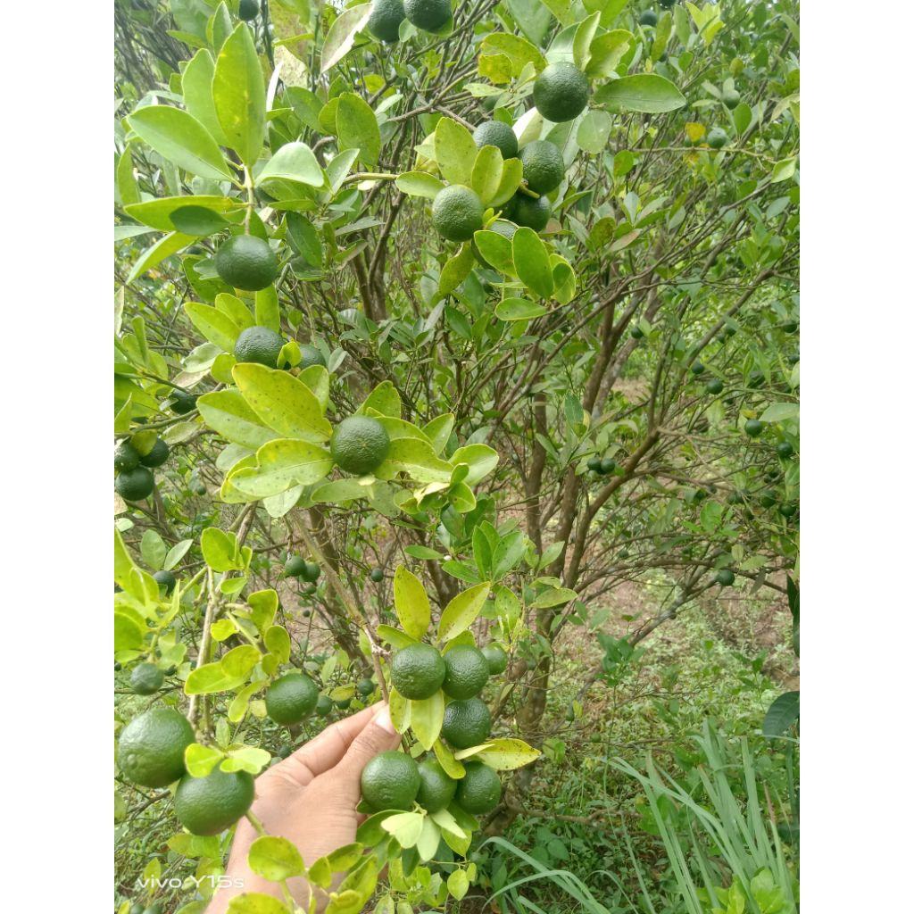 jeruk sonkit besar/kecil kasturi jeruk sonkit lemoncui jeruk sonkit bogor