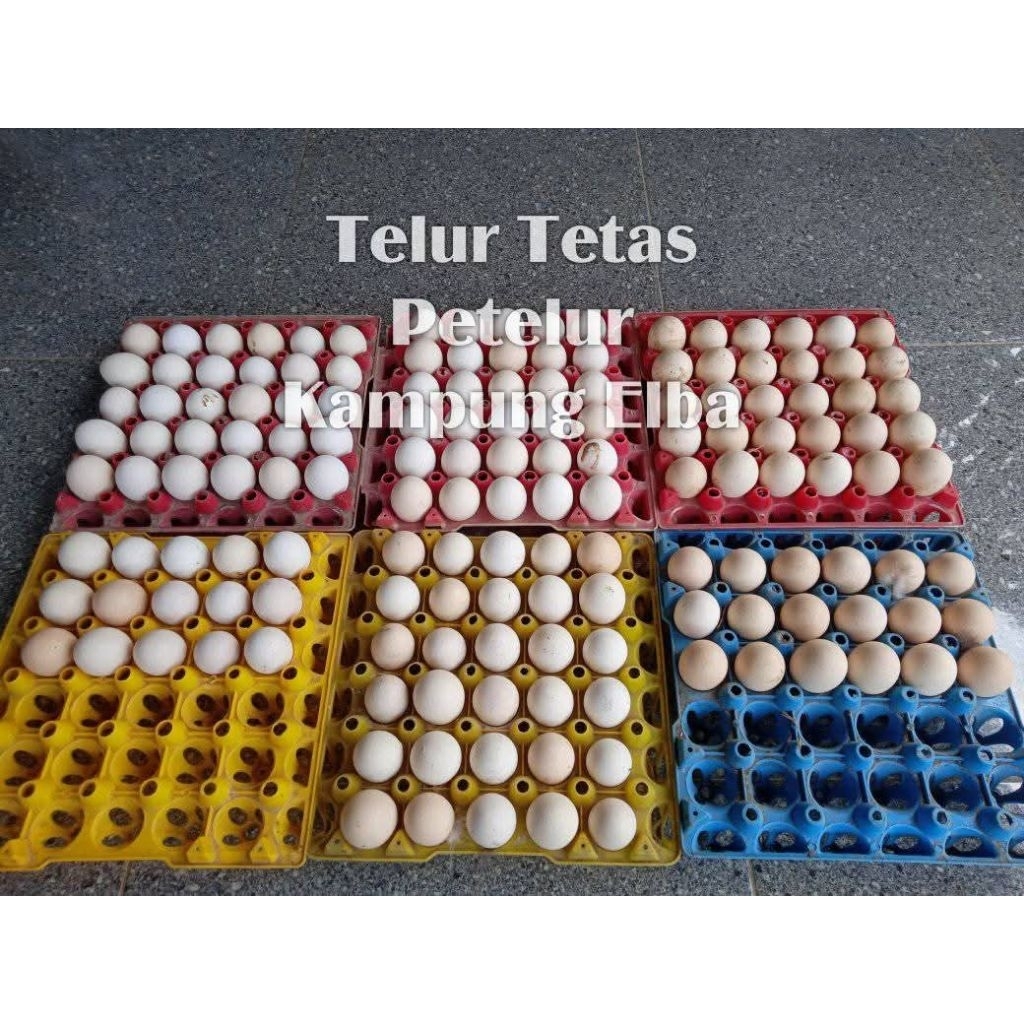 Telur Tetas Ayam Kampung Petelur ELBA