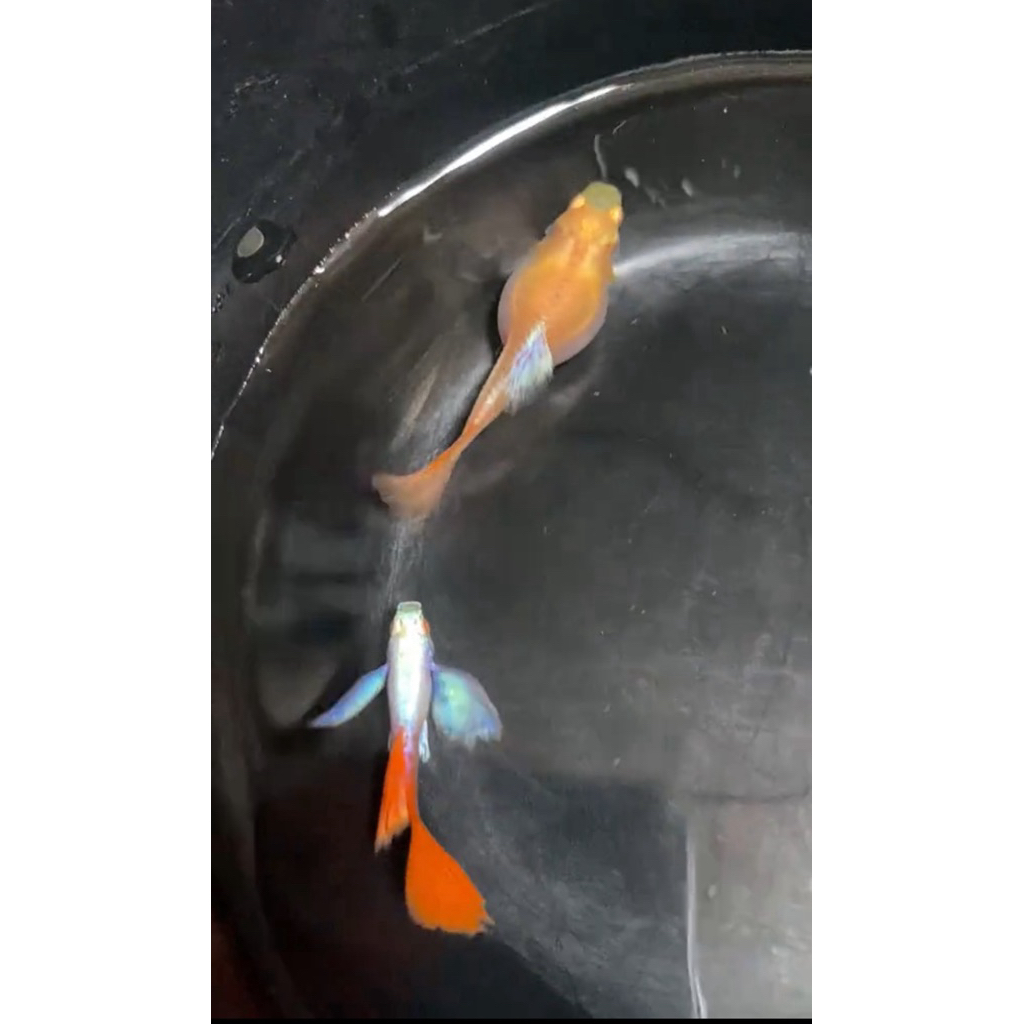 sepasang prtde albino mainan