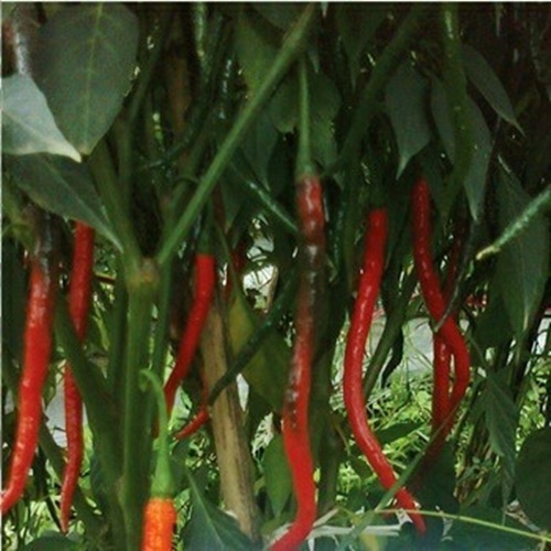 10 Benih Biji Cabe Keriting RED SABEL