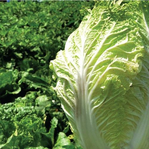 25 Benih Biji Sawi Putih EIKUN