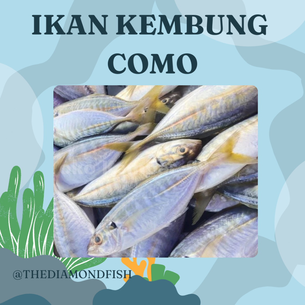 Ikan Kembung Segar Ikan Kembung Como Ikan Como 1 Kg