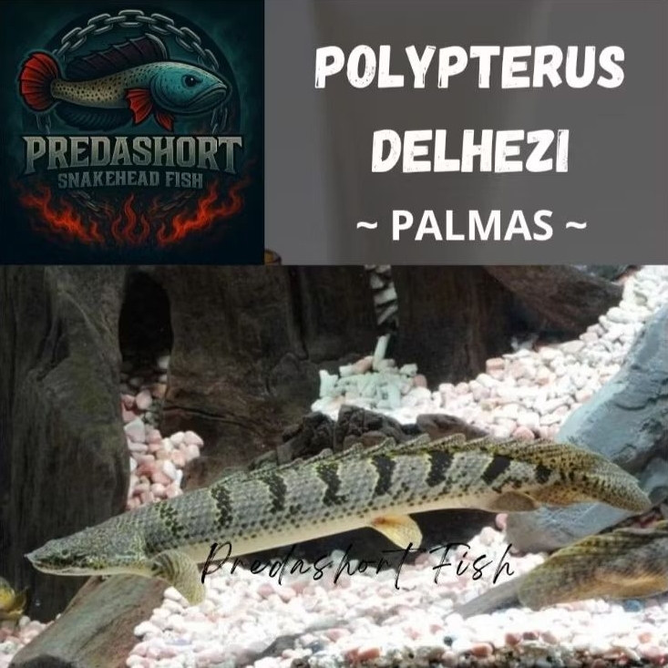 TERLARIS palmas Delhezi GM / good marking tebal bergaransi