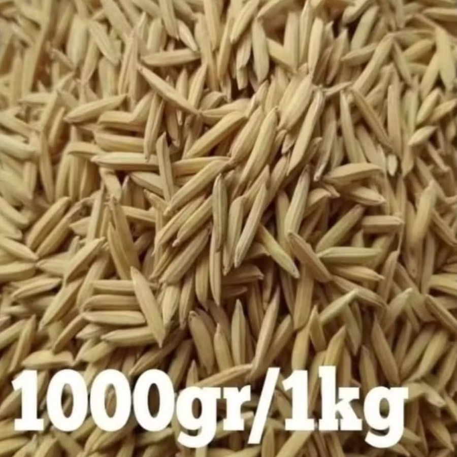 BIBIT BENIH PADI BASMATI UK 1KG