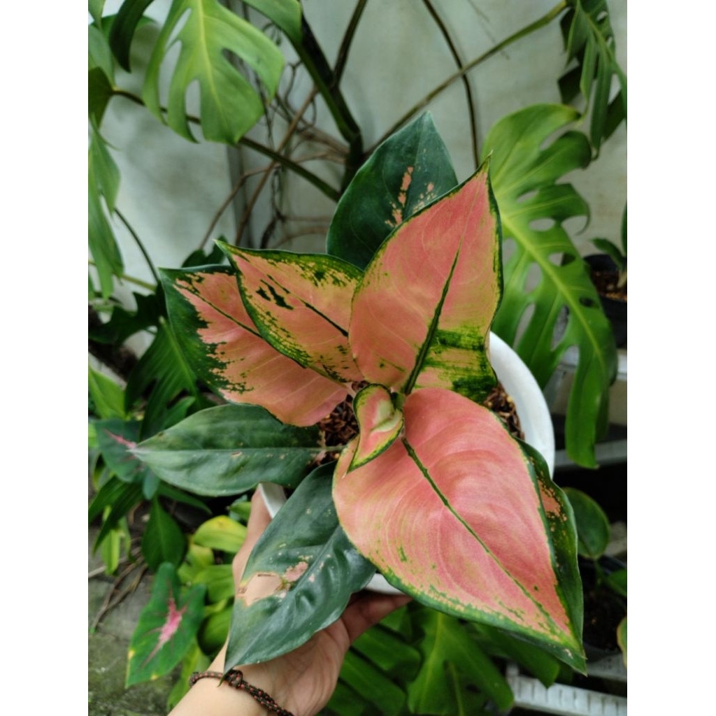 Aglonema kochin tembaga monvori (real pict)