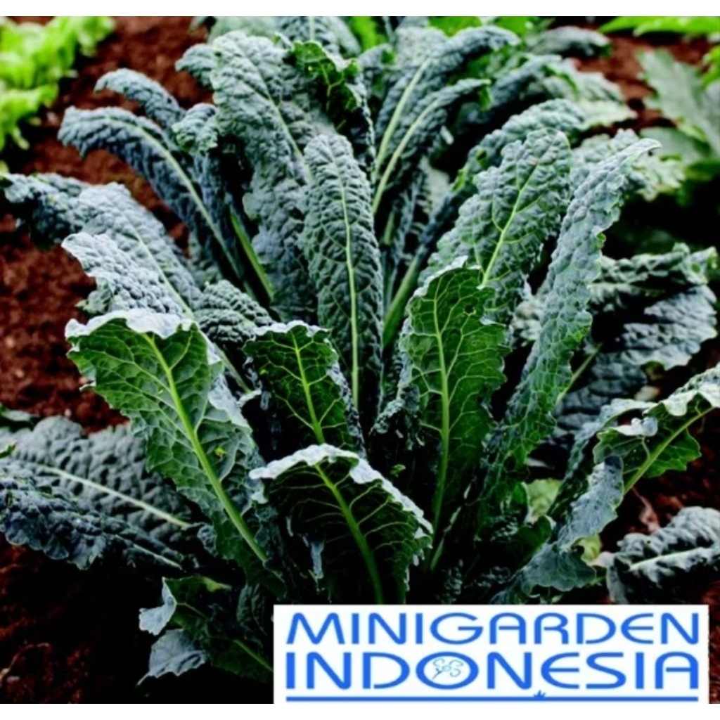 BENIH KALE NERO DI TOSCANA ECER 25 BIJI bibit sayur kale hijau import f1 Mr. Fothergills