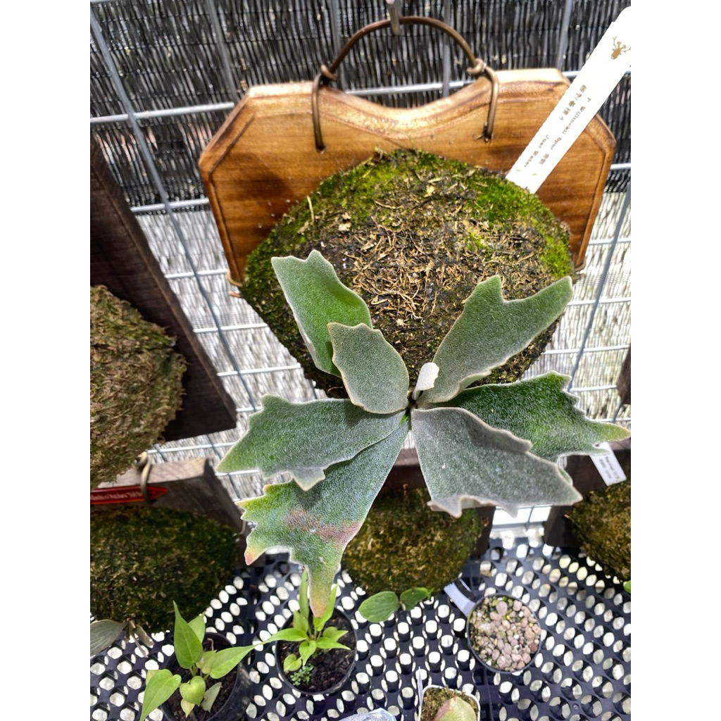 platycerium willinckii spurs