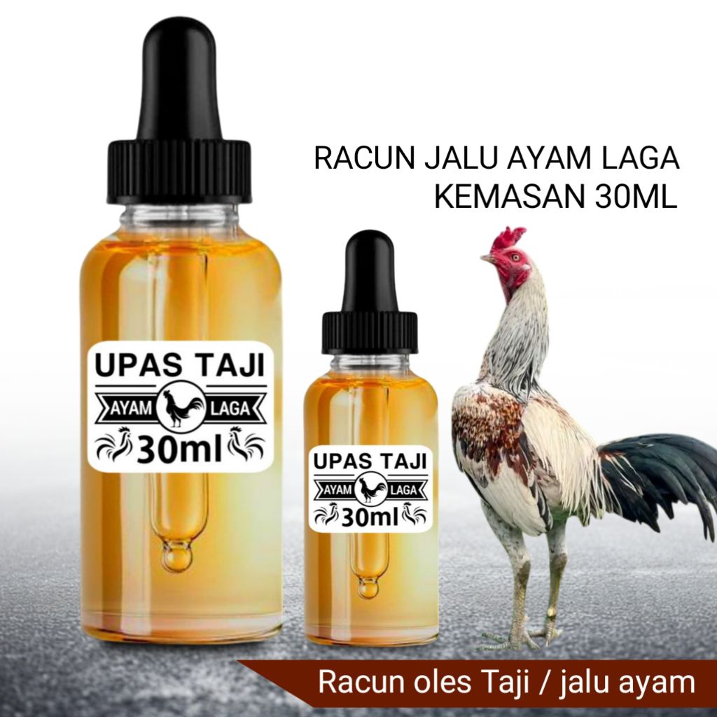 Upas Taji racun jalu ayam laga