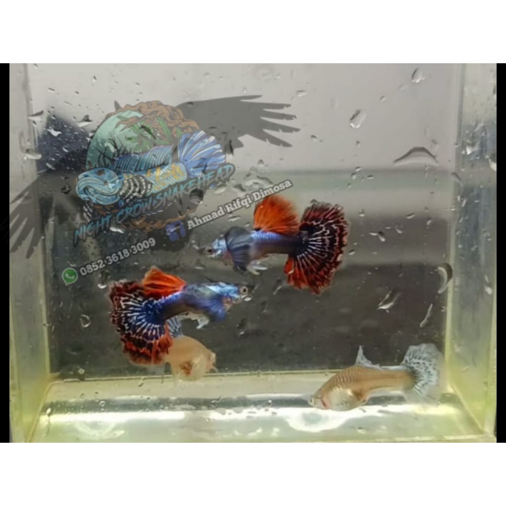 Mainan 1 pasang guppy Platinum Red Mozaik Dumbo Ear Halfmoon Rosetail