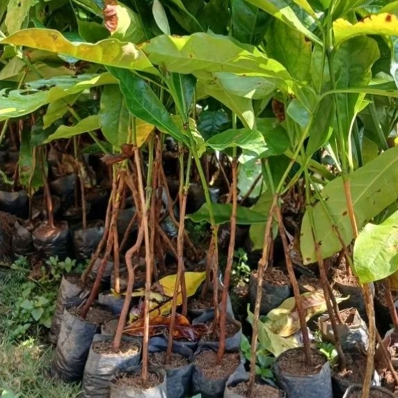 Bibit Kopi Nangka /Excelsa/Liberika Unggul Siap Tanam