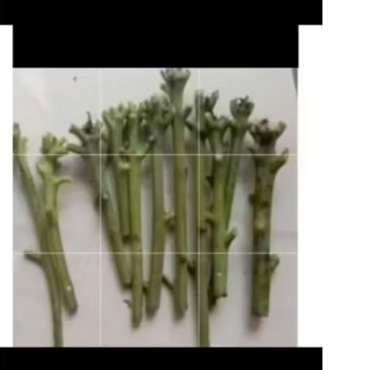 entres mangga yuwen seri 6 satu batang siap sambung pucuk