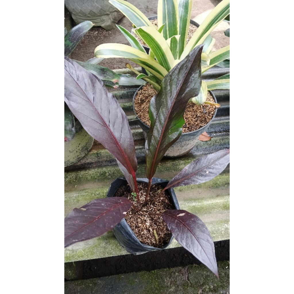 anturium Hukery black keris