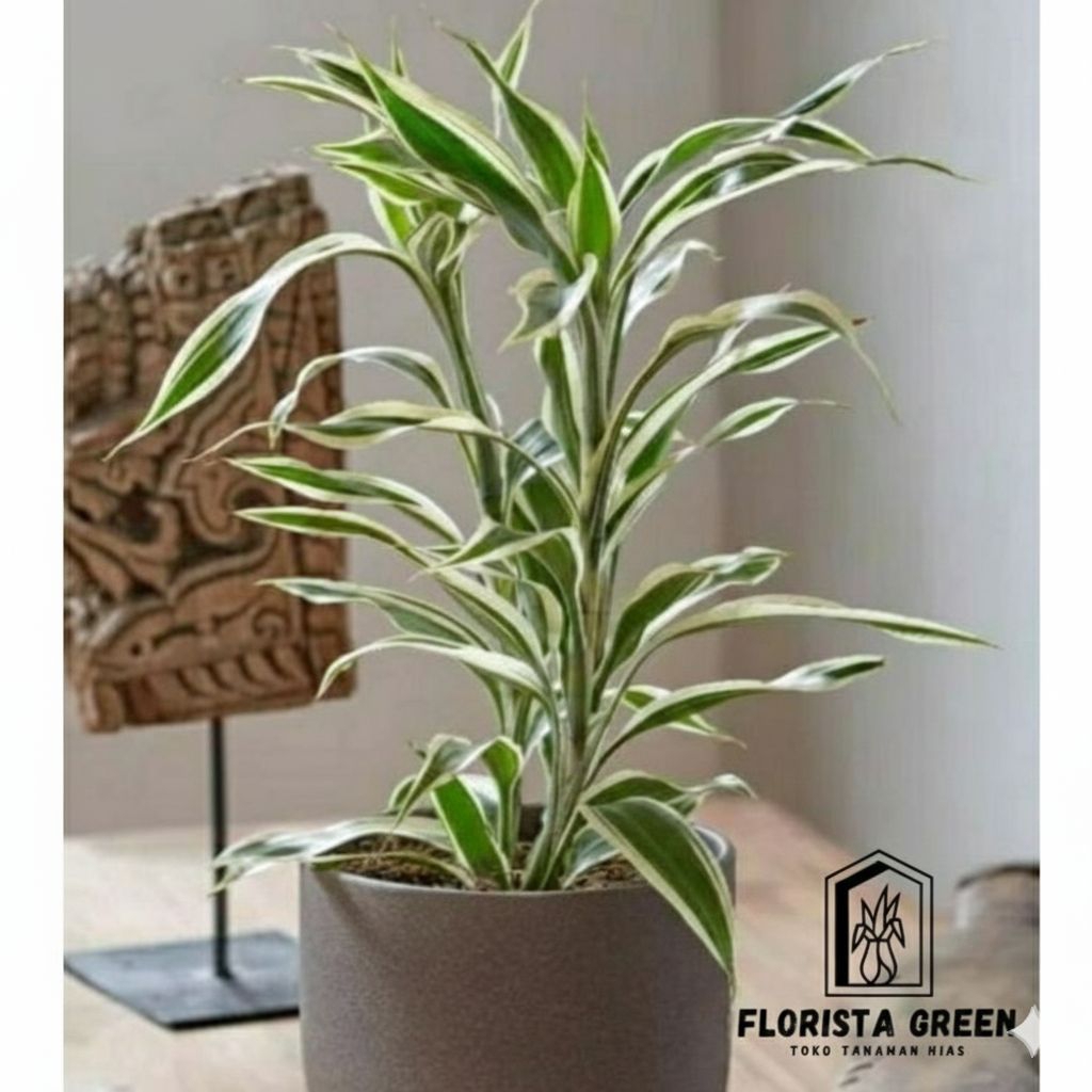 Sri Rejeki Variegata 3 Batang Berakar Tanaman Hias Bambu Hoki Variegata Termurah