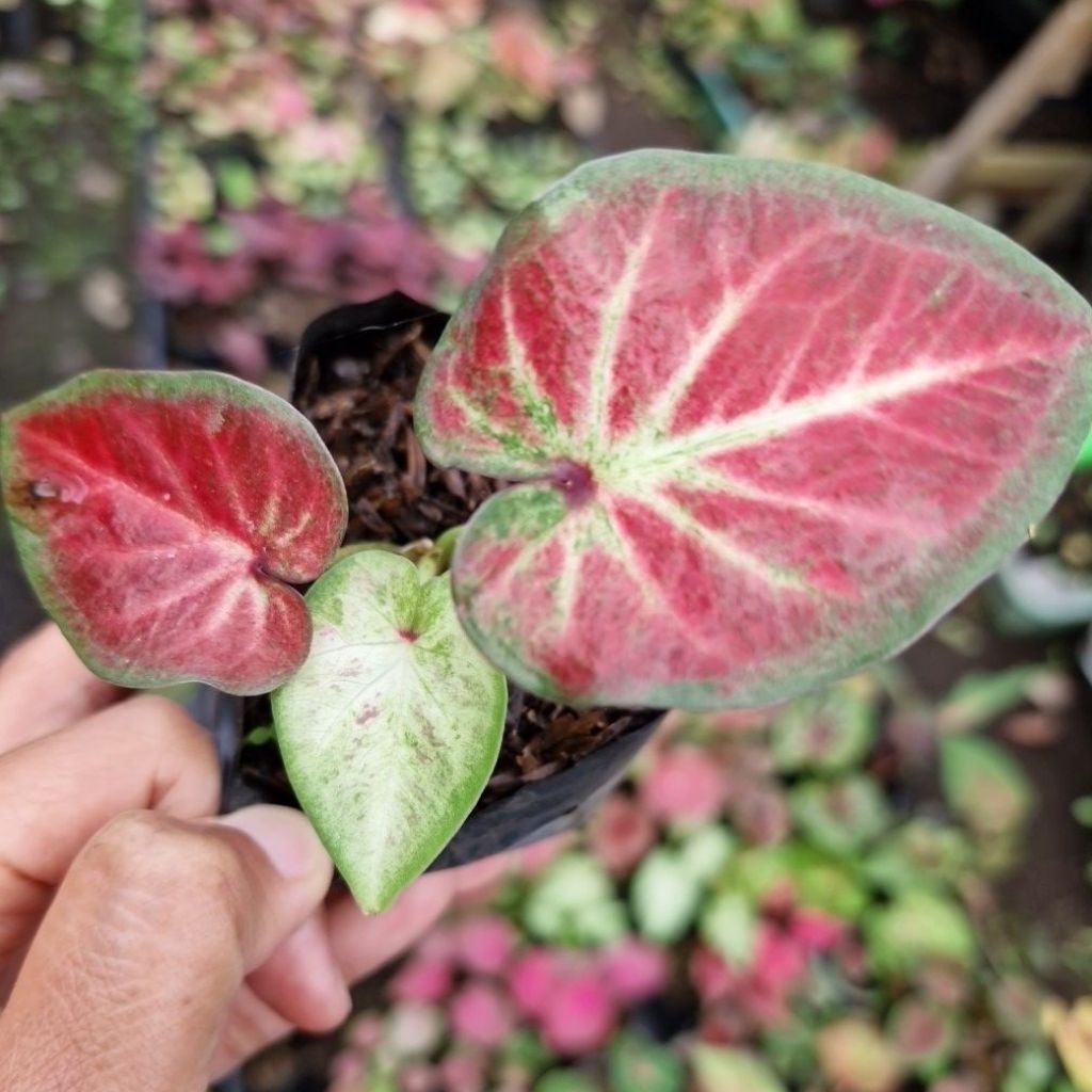 Caladium ROT tulang hijau