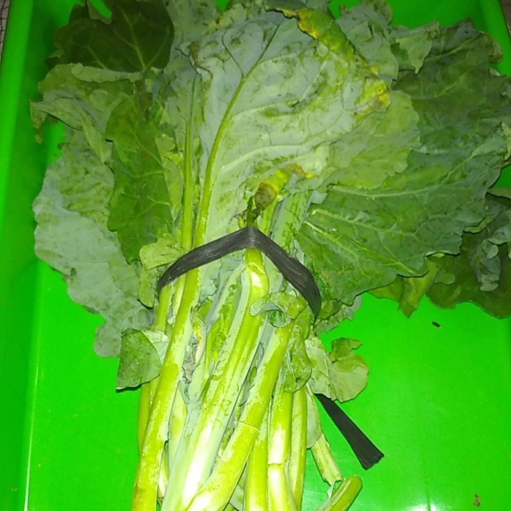 Sayur Kailan KaleCina segar perikat